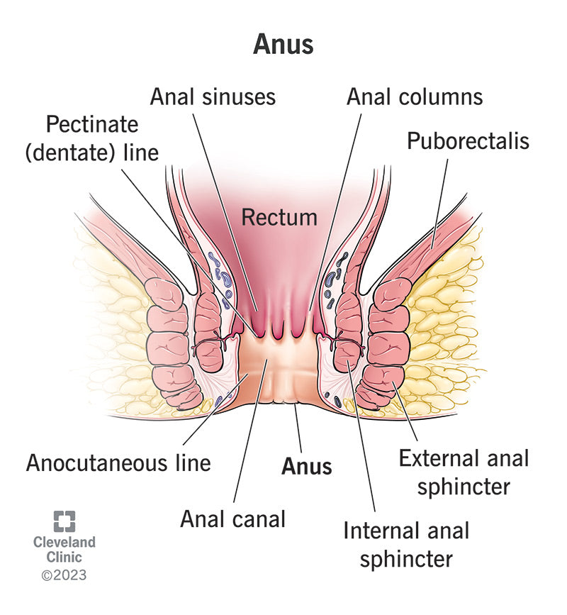 Anal Anatomy Diagram