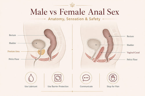 Male vs female anal anatomy and safety guide comparing prostate and vaginal anatomy