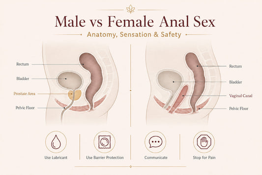 Male vs female anal anatomy and safety guide comparing prostate and vaginal anatomy