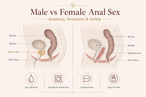 Male vs female anal anatomy and safety guide comparing prostate and vaginal anatomy